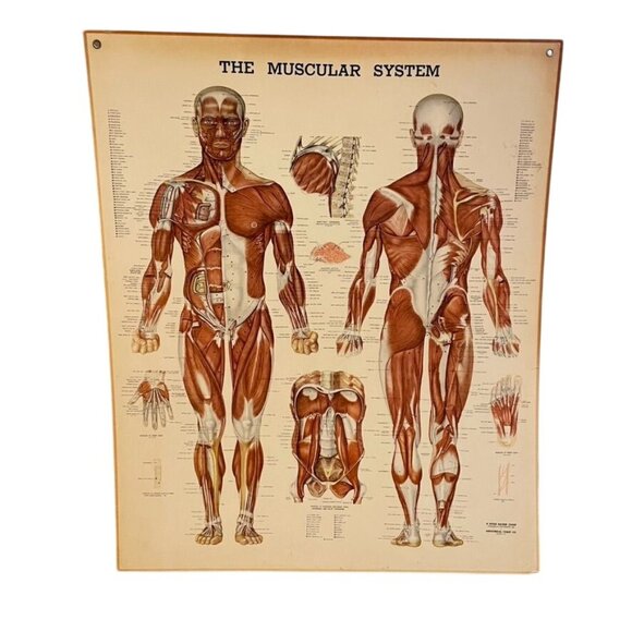VintaPeter Bachin Anatomical Charts The Skeletal System Laminated 20 x 24 Gromet - Picture 1 of 5